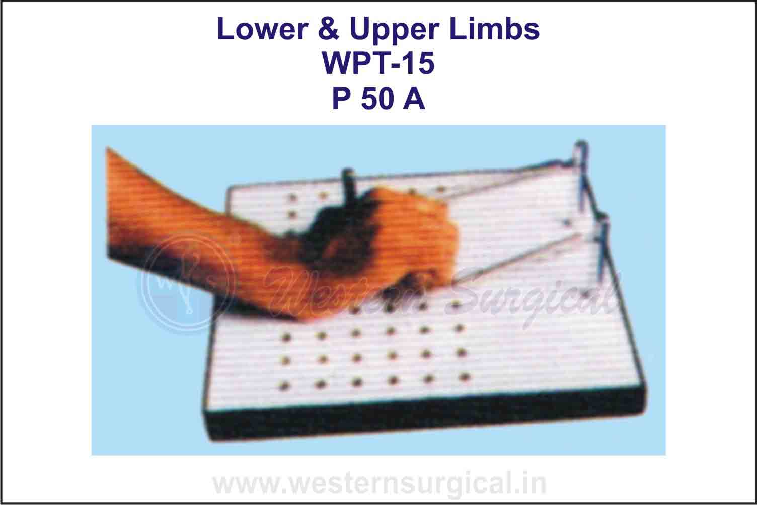 Lower & Upper Limbs