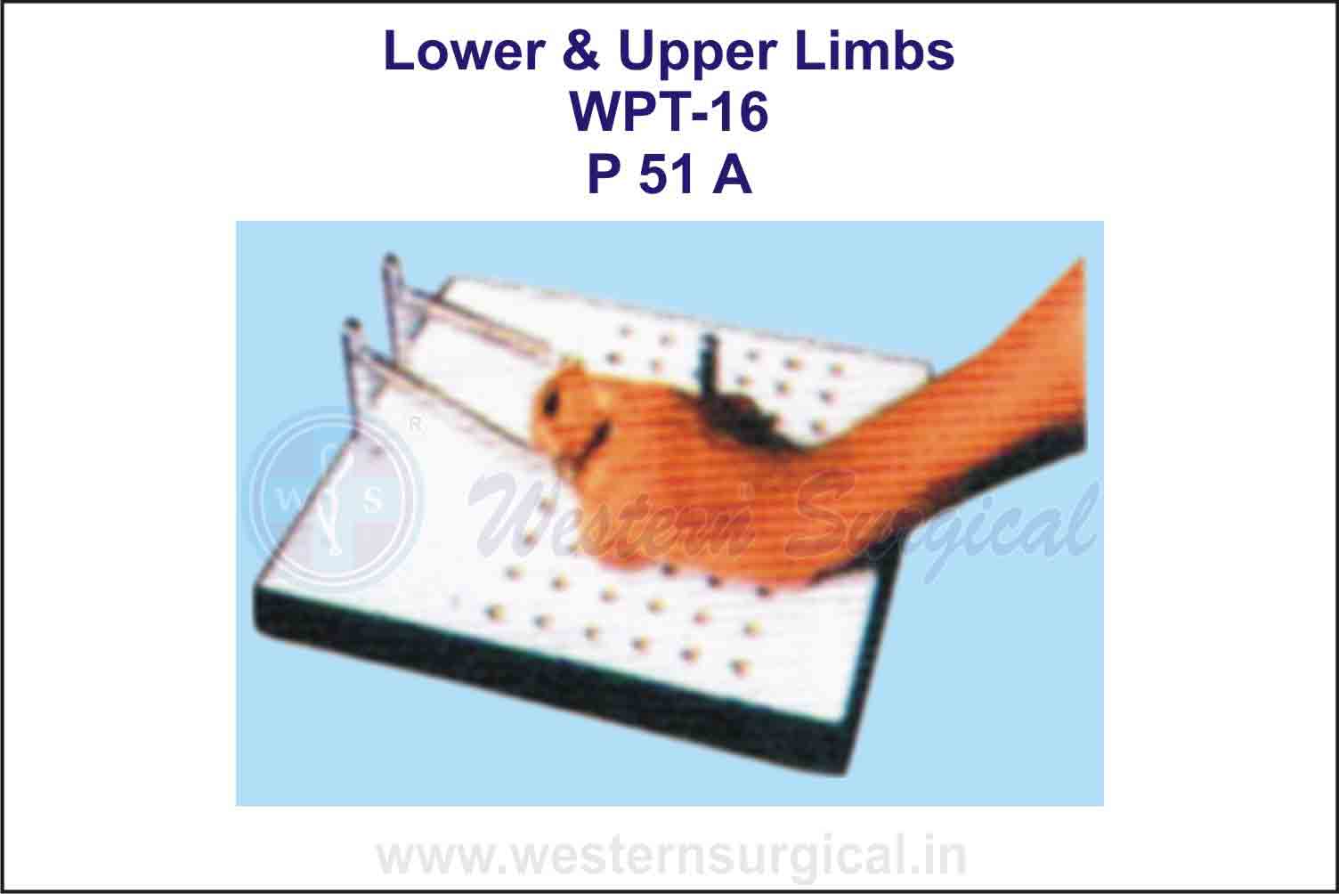 Lower & Upper Limbs