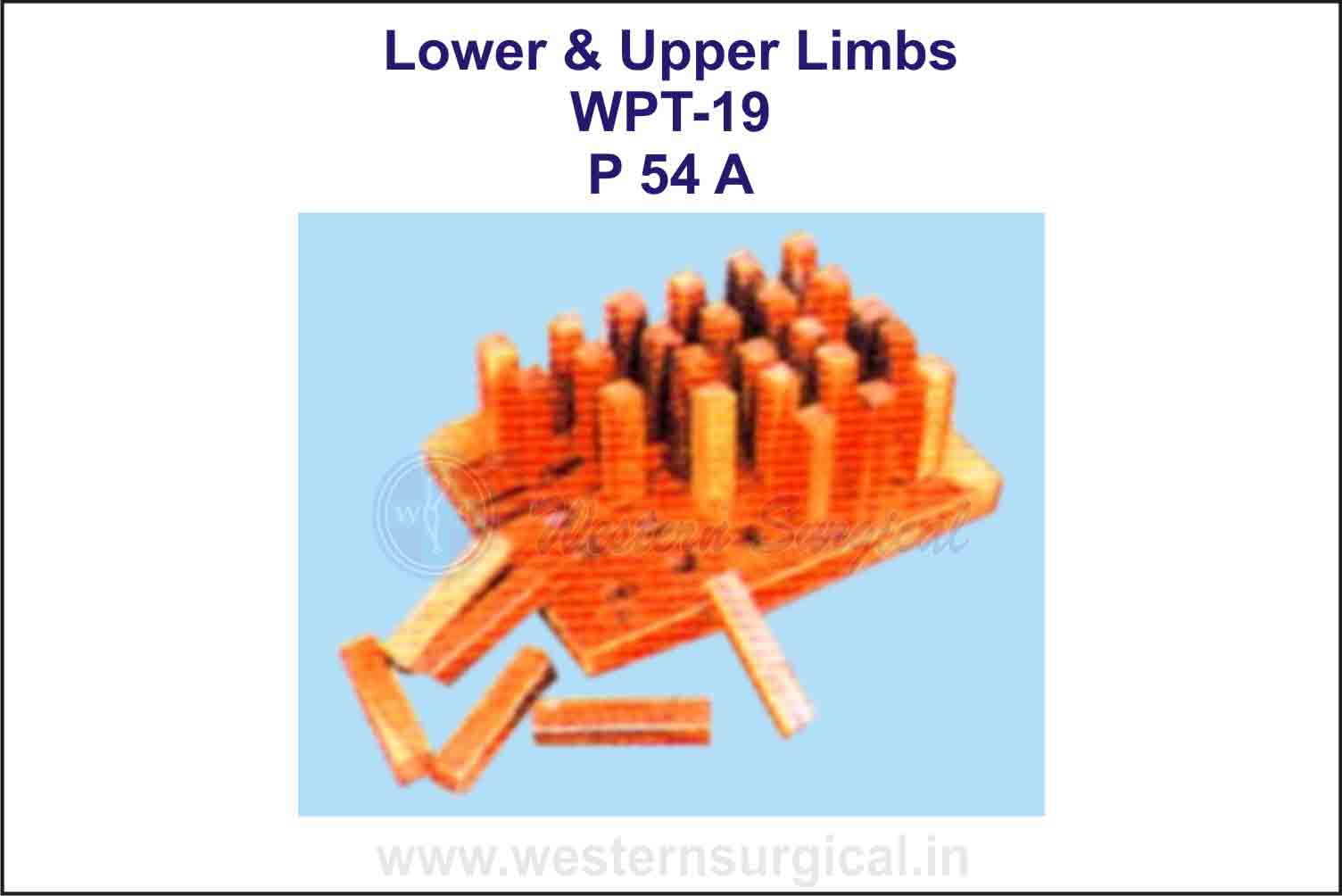 Lower & Upper Limbs