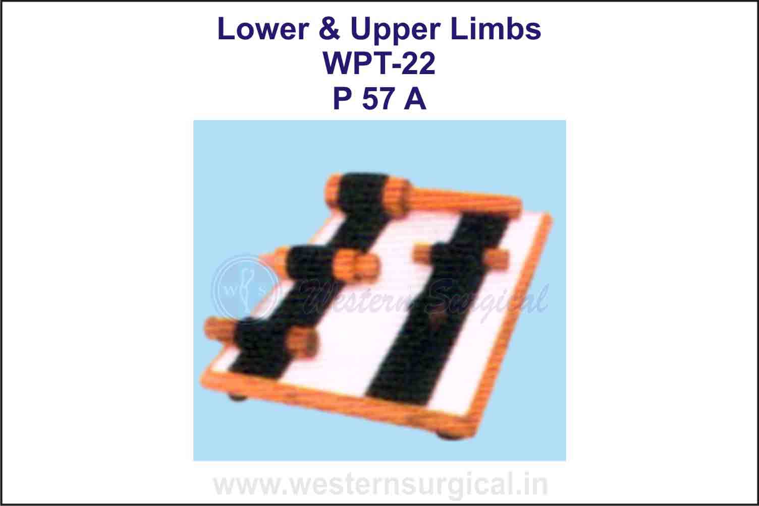 Lower & Upper Limbs