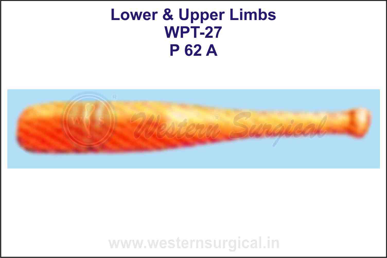 Lower & Upper Limbs