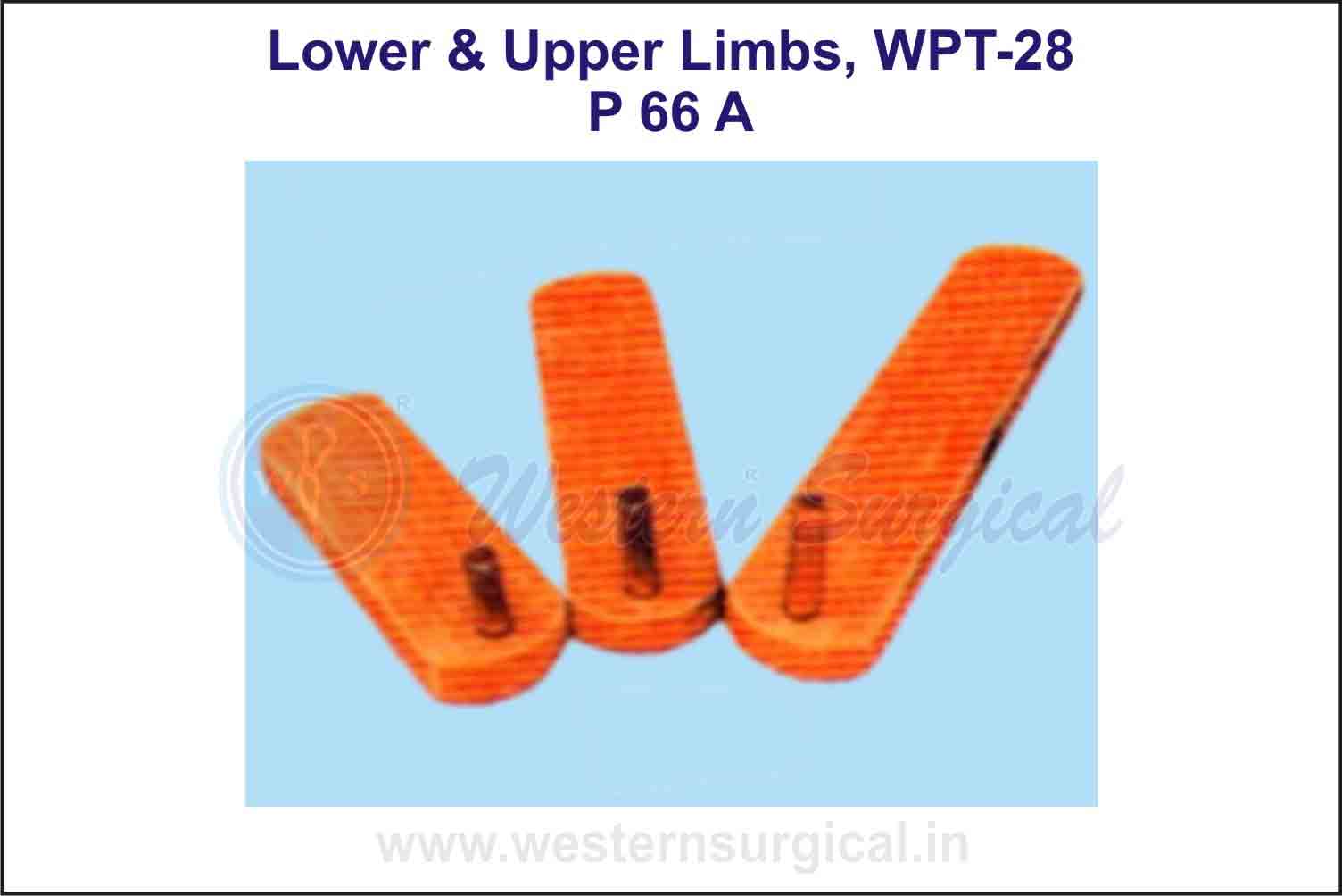 Lower & Upper Limbs