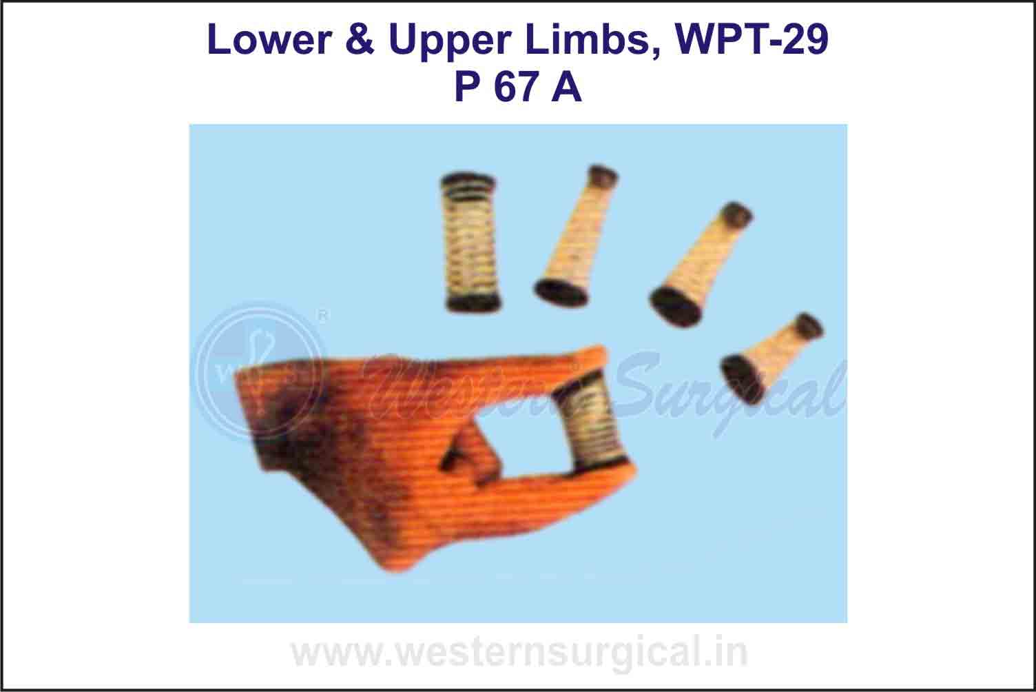 Lower & Upper Limbs