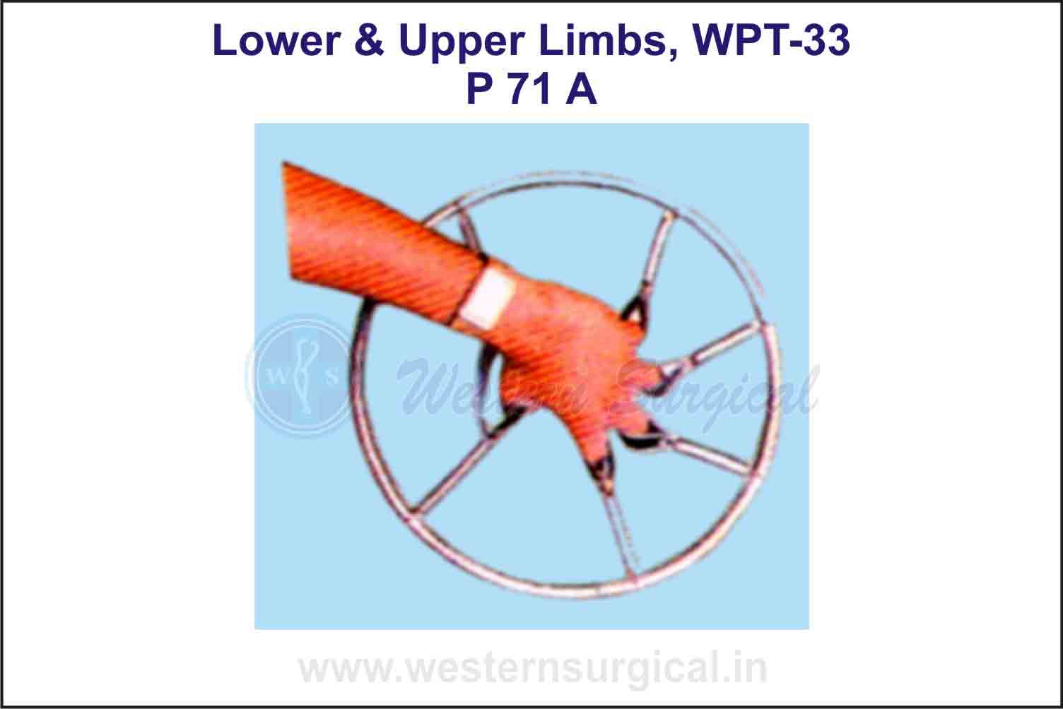 Lower & Upper Limbs