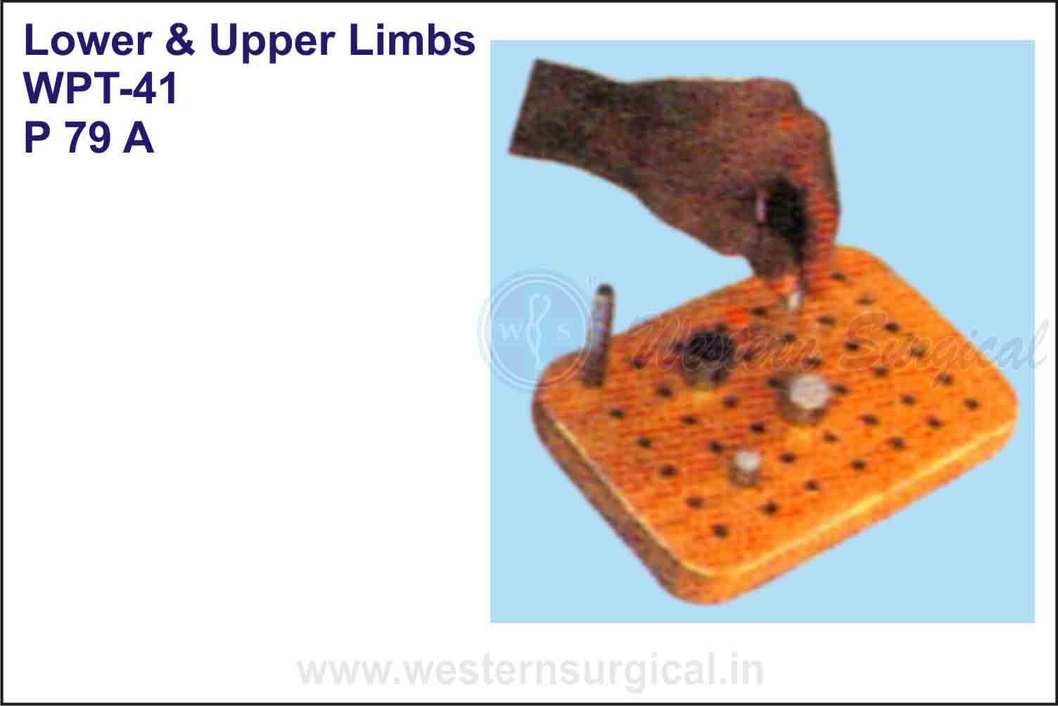 Lower & Upper Limbs