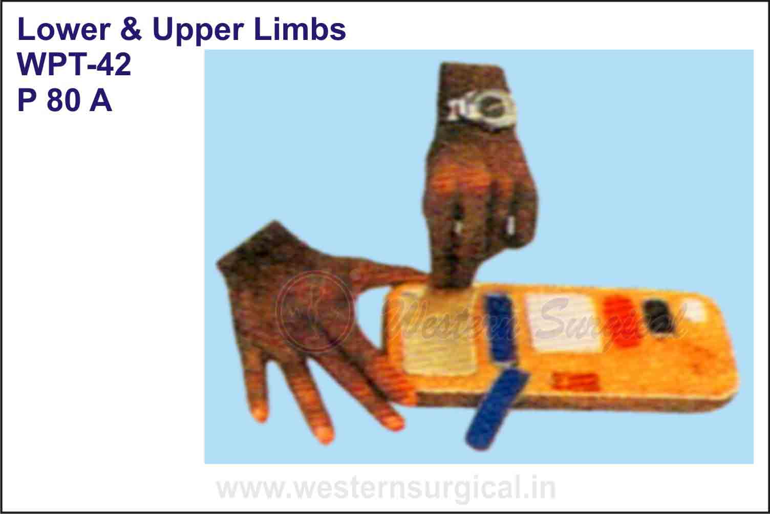 Lower & Upper Limbs