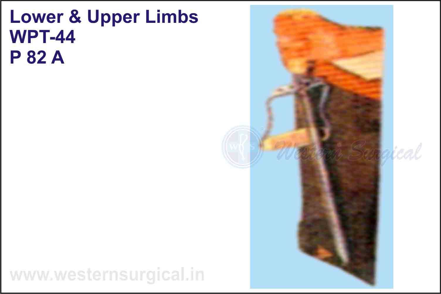 Lower & Upper Limbs