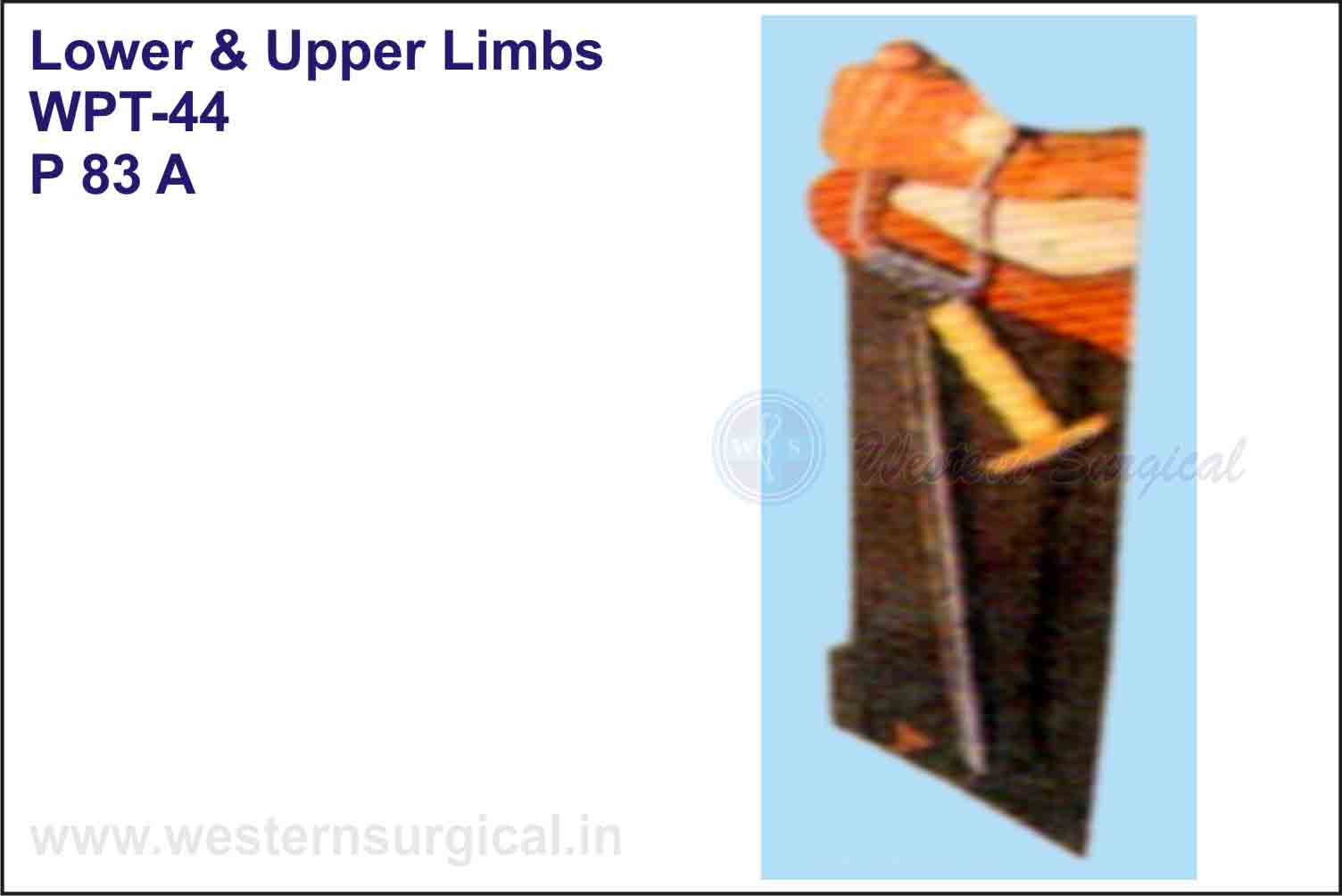 Lower & Upper Limbs