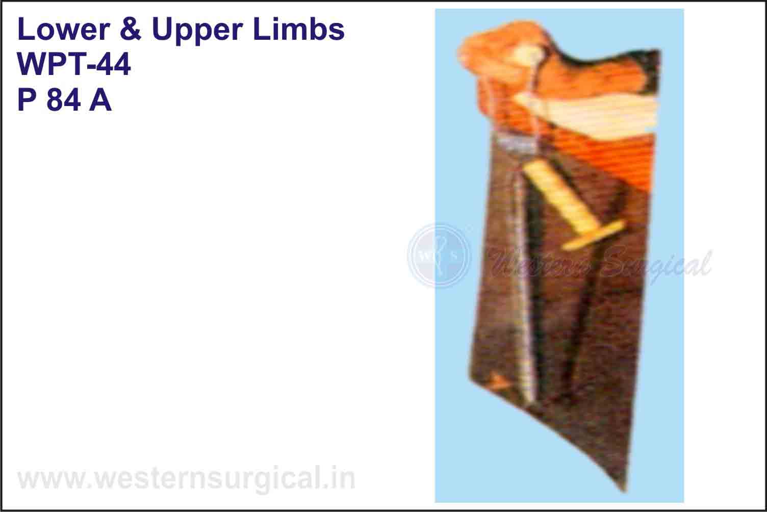 Lower & Upper Limbs