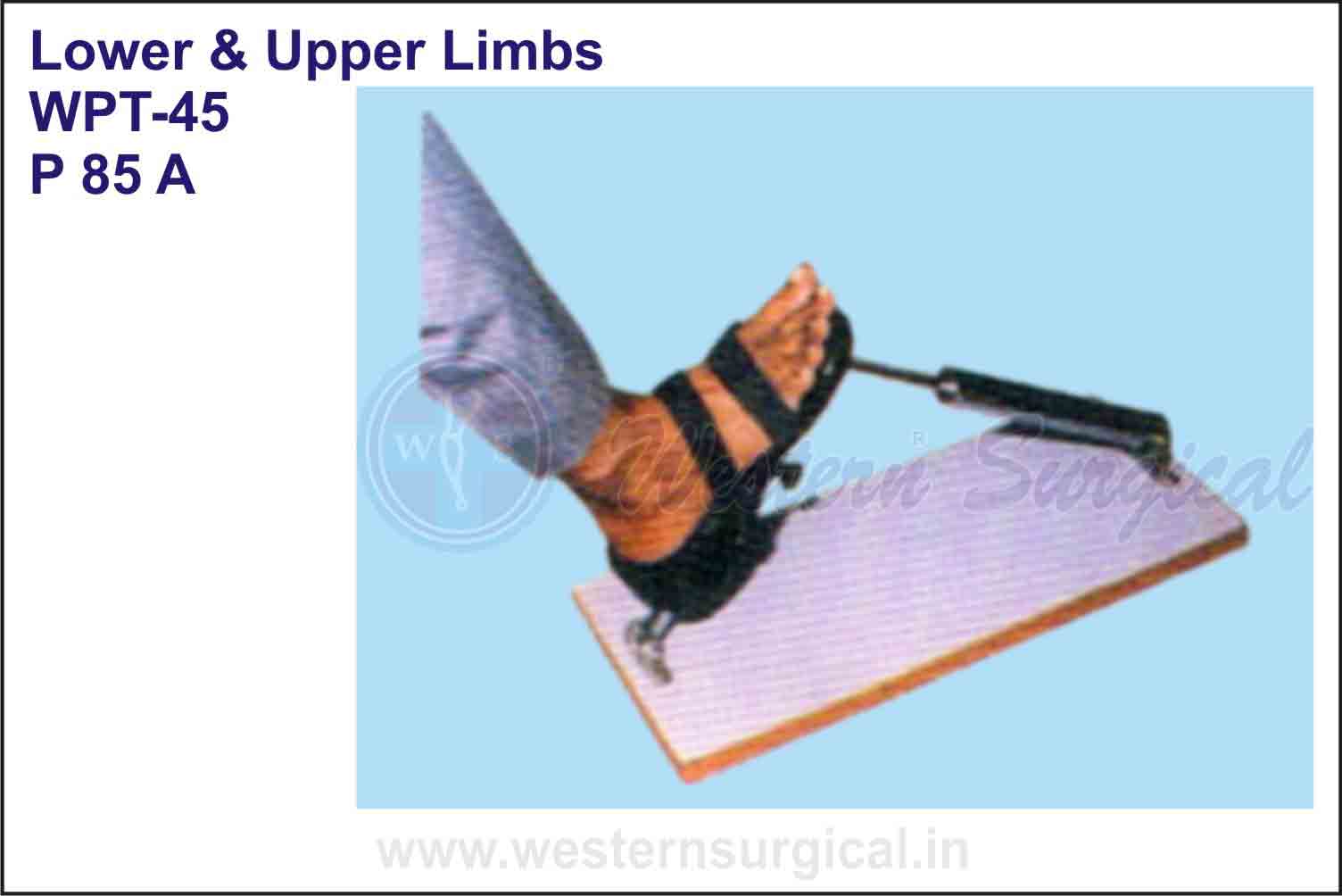 Lower & Upper Limbs