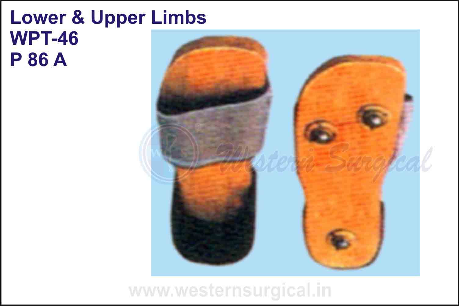 Lower & Upper Limbs