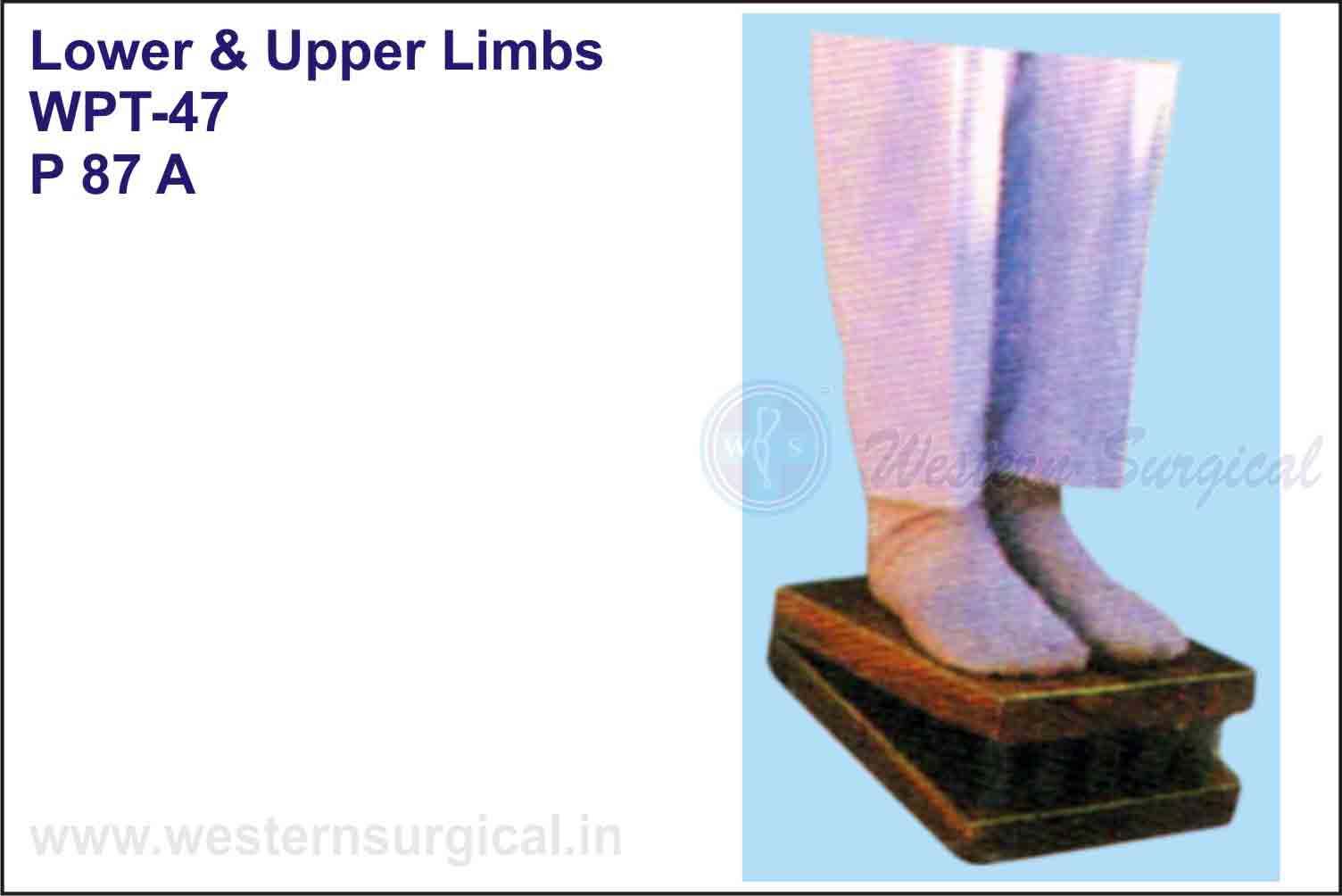 Lower & Upper Limbs