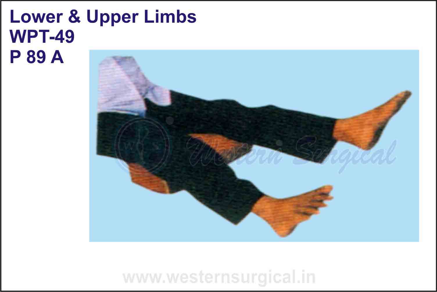 Lower & Upper Limbs