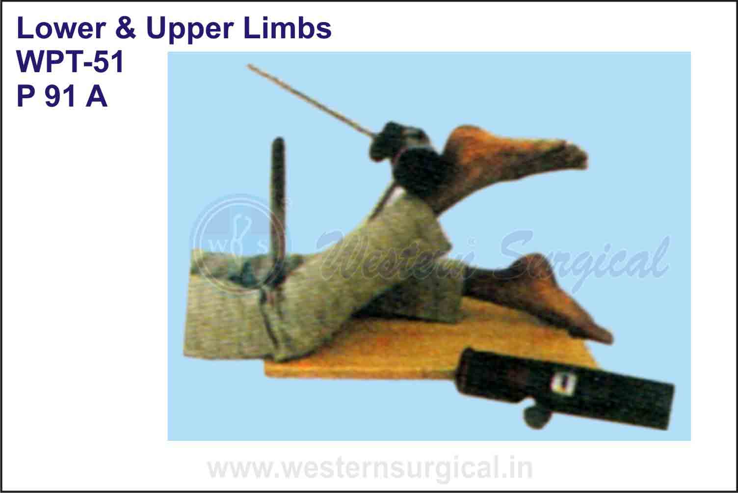 Lower & Upper Limbs