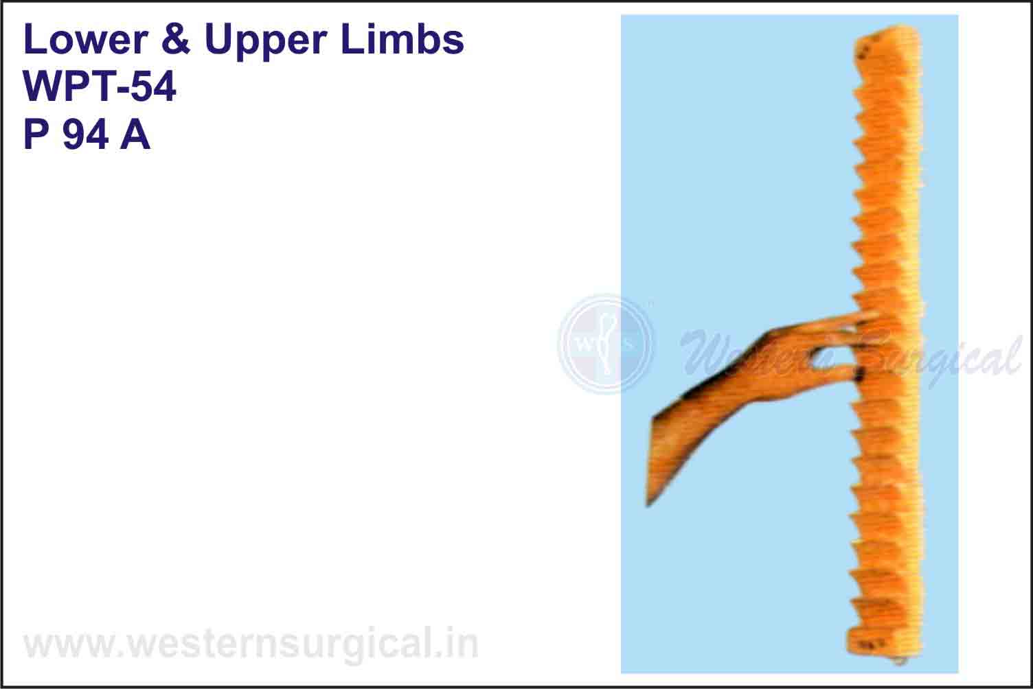 Lower & Upper Limbs