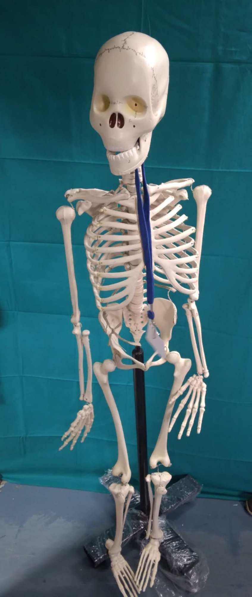 Medium Skeleton 85 cm tall
