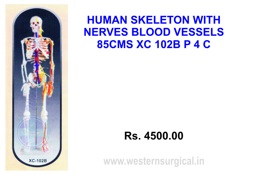 Medium skeleton with nerves and blood vessels 85 cm tall