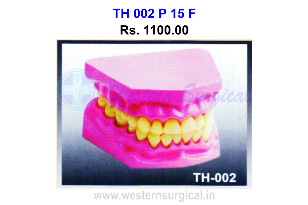 Dental Model small