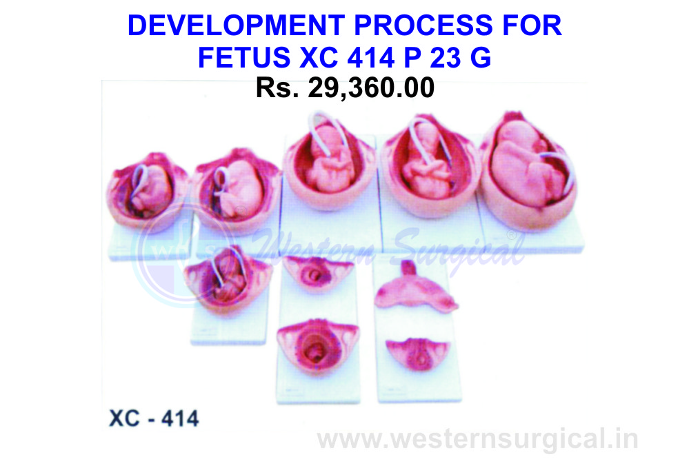 The development process for fetus 