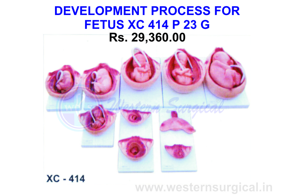 The development process for fetus 