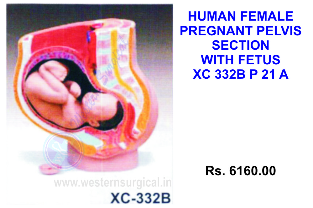 Human female pelvis section 