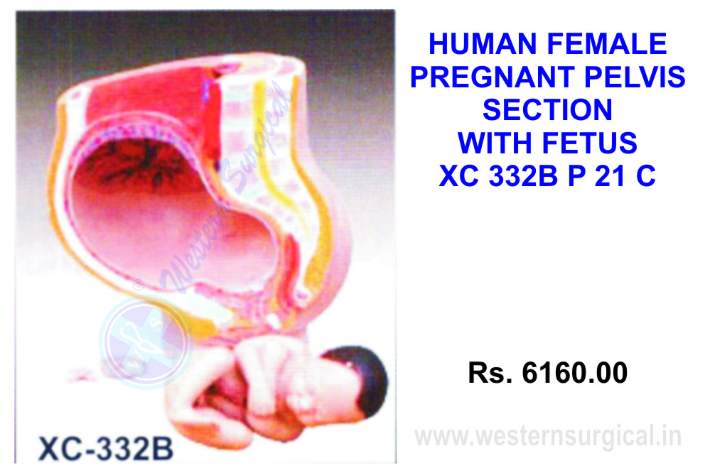 Human Female pelvis section 