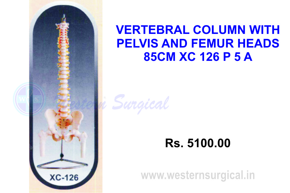 Life-size vertebral column with pelvis and femur heads(Rigid & Flexible)
