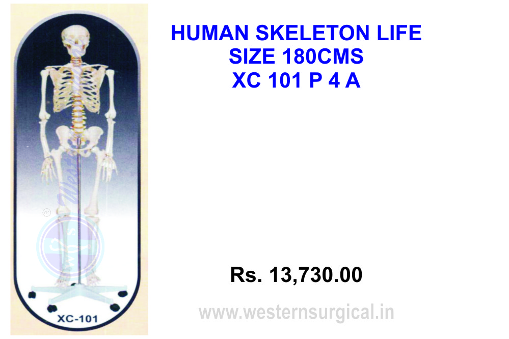 Human Skeleton 