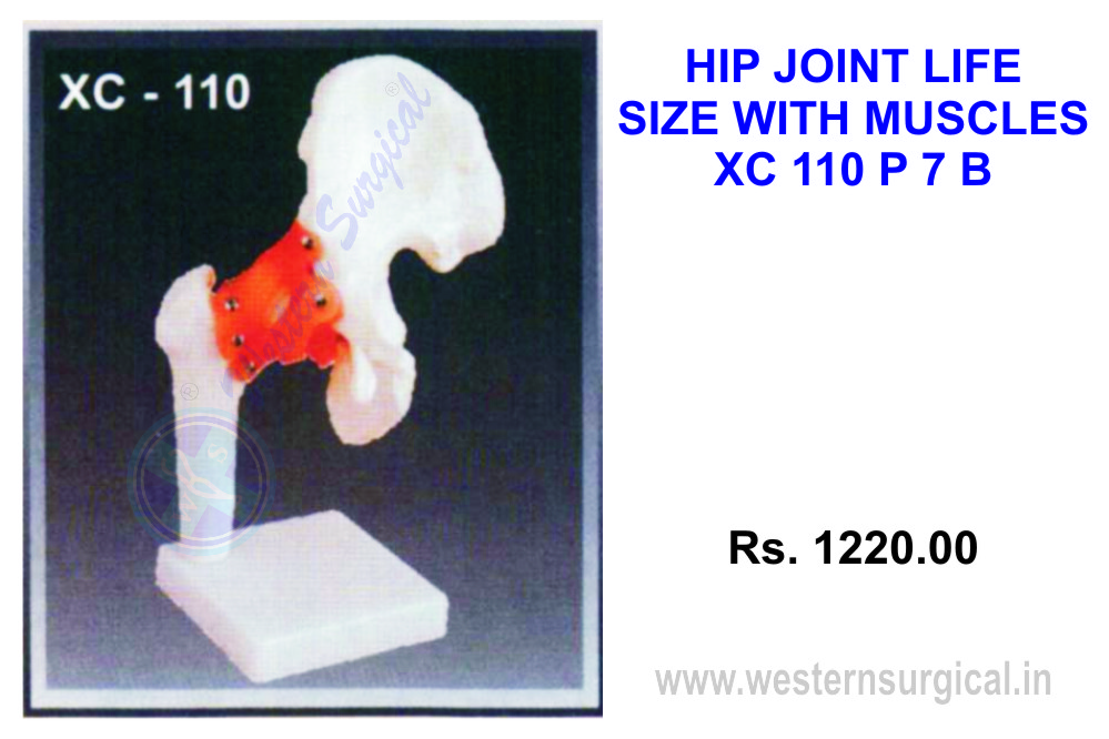 Life-size Hip joint