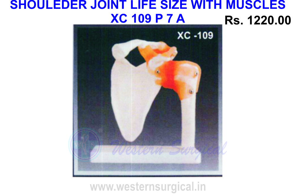 Shoulder joint