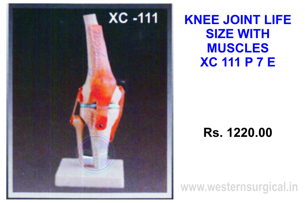 Knee Joint