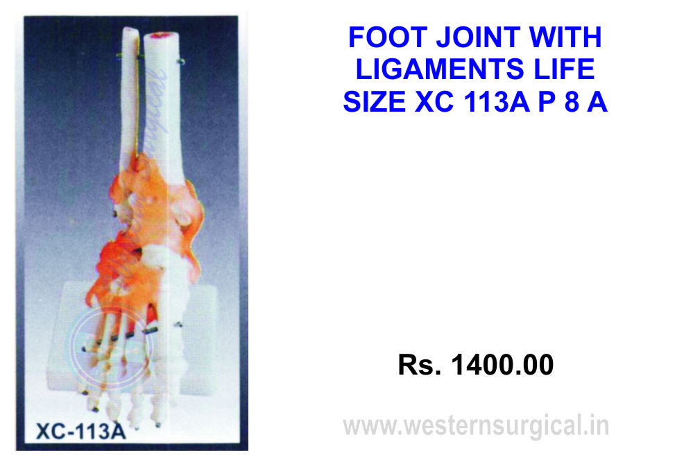 Life-size Foot joint with Ligaments