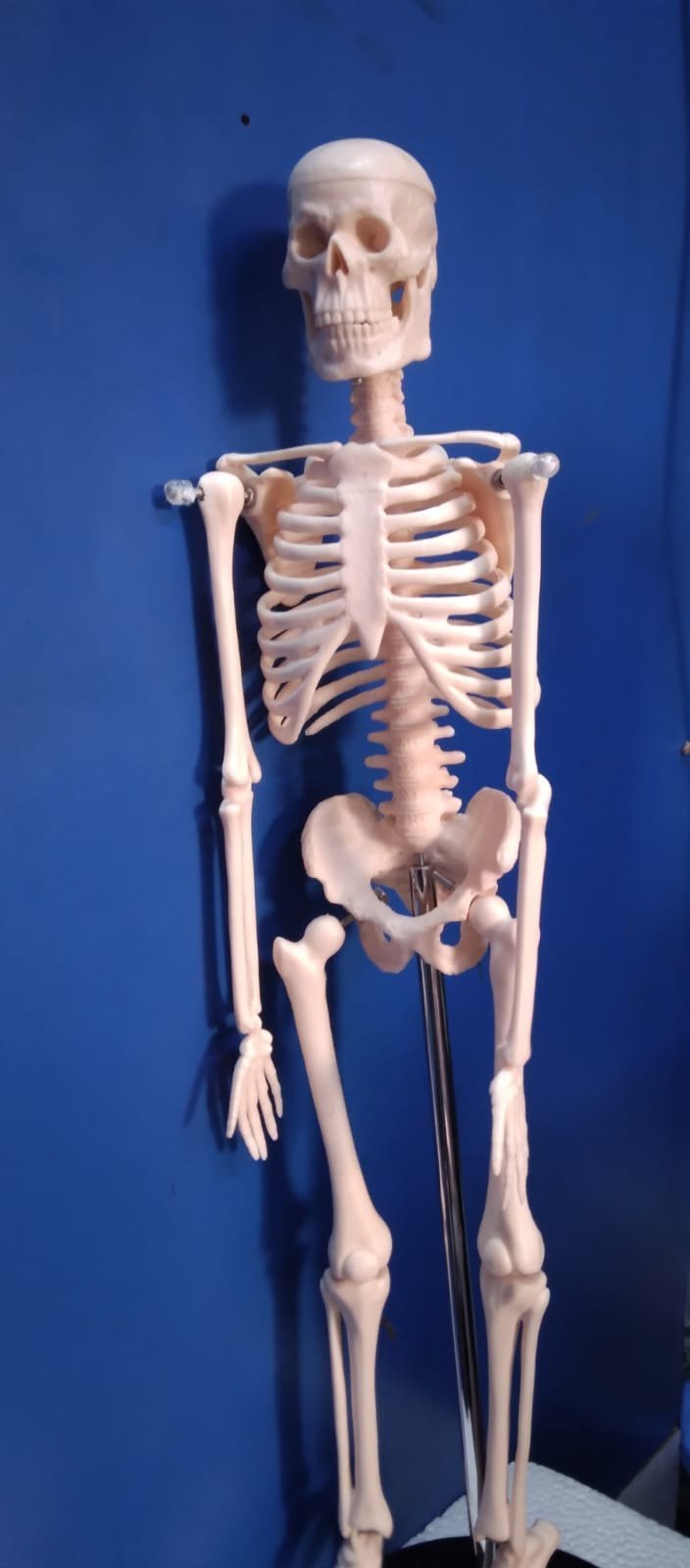 Mini skeleton