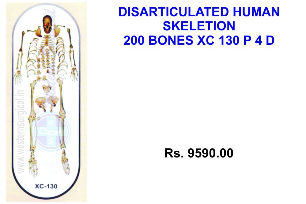 Disarticulated skeleton