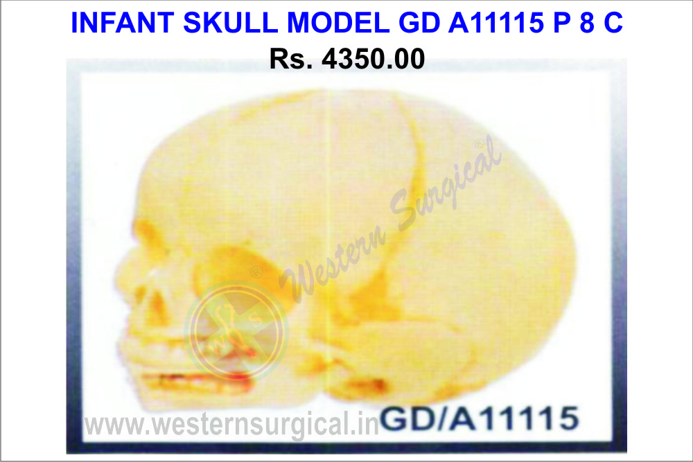 Infant Skull