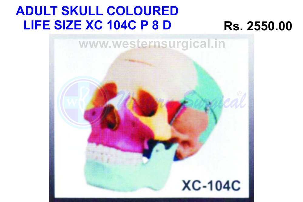 Life size Coloured skull