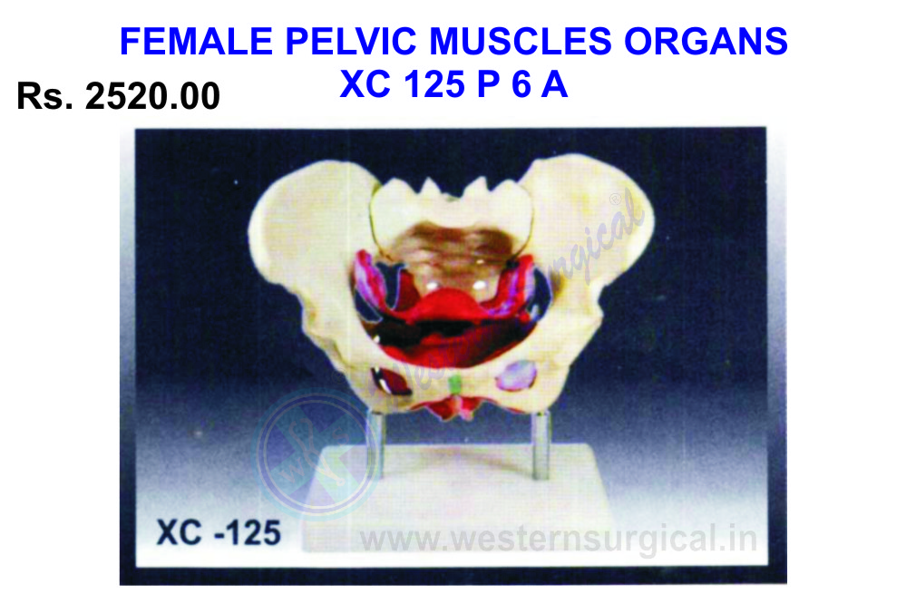 Female Pelvic muscles and organs