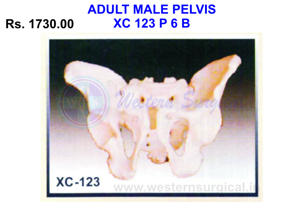 Adult male Pelvis