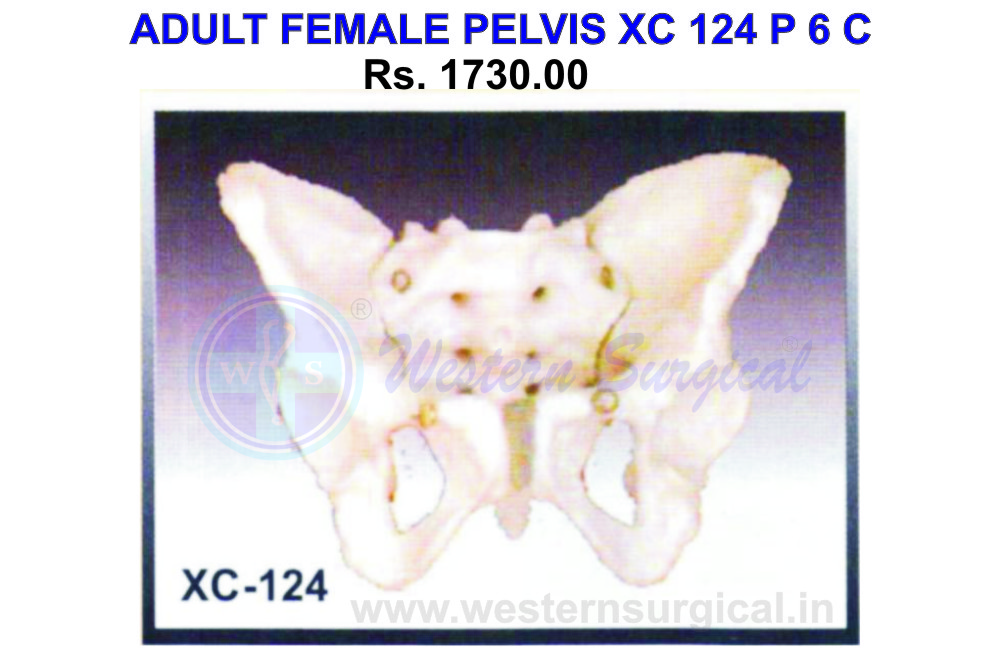 Adult Female Pelvis