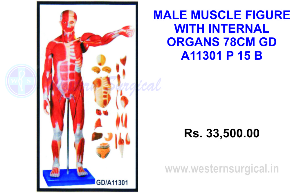 Male muscle Figure 86 cms