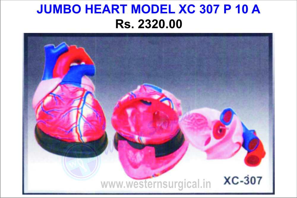 Jumbo heart model