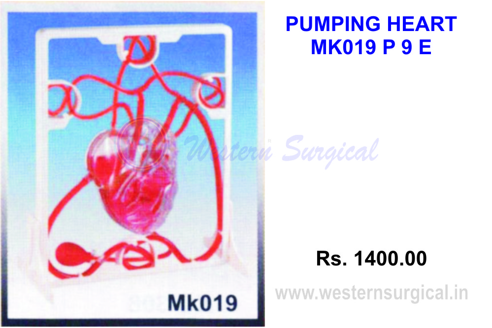 Pumping heart (MK 019)