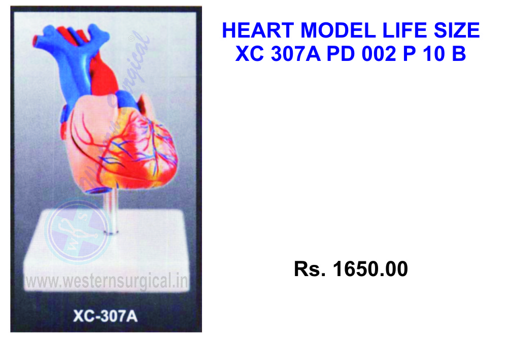 Heart Model