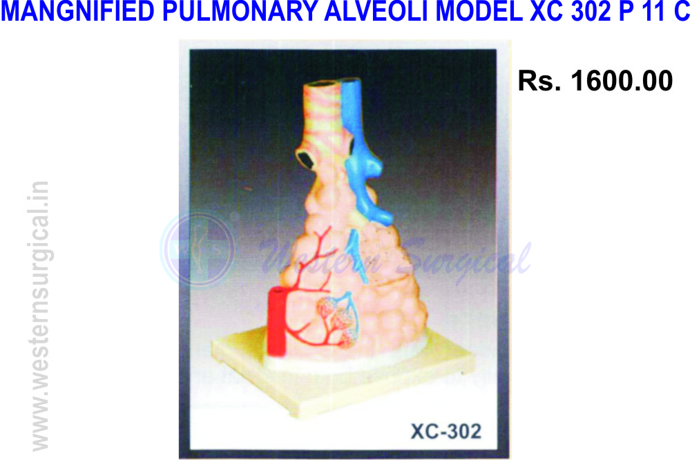 Pulmonary alveoli model magnified 