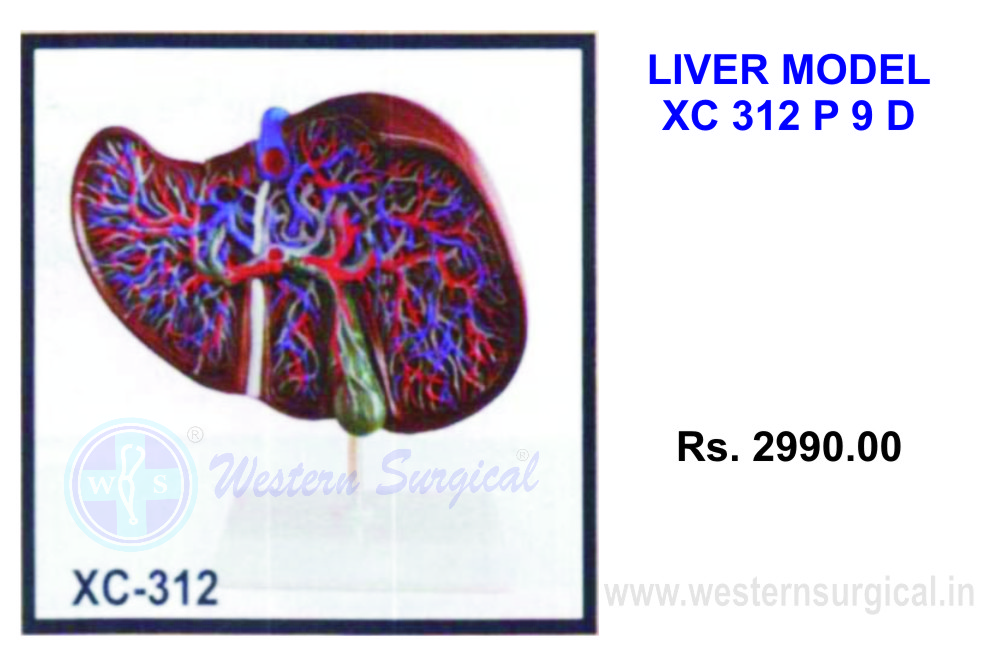 Liver Model