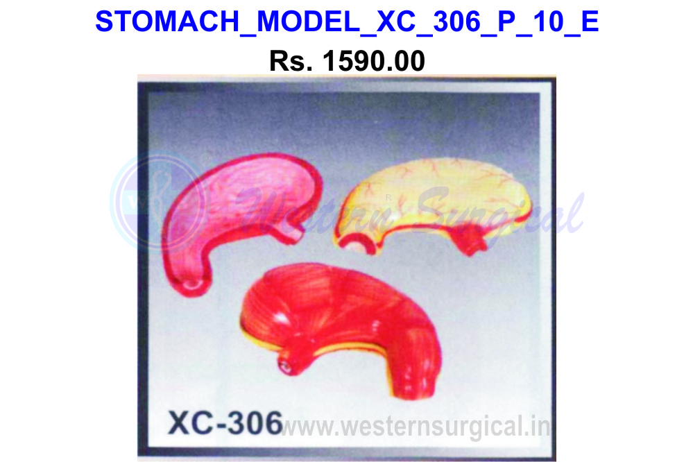 Stomach Model