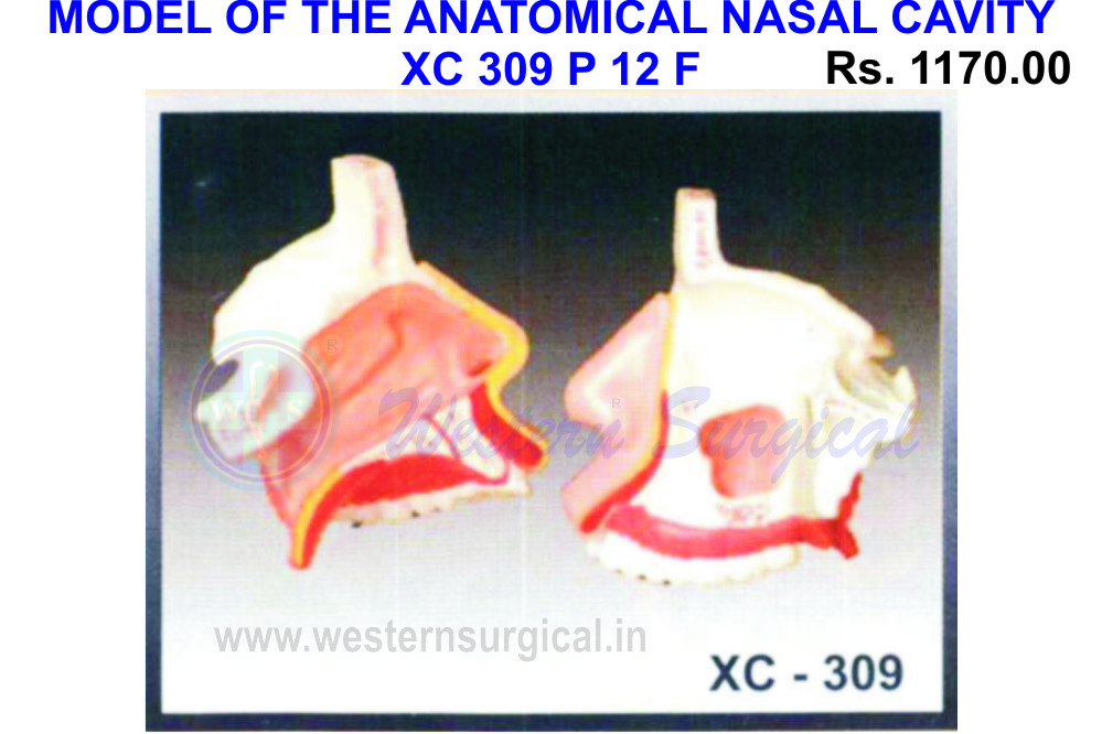 Model of the anatomical nasal cavity