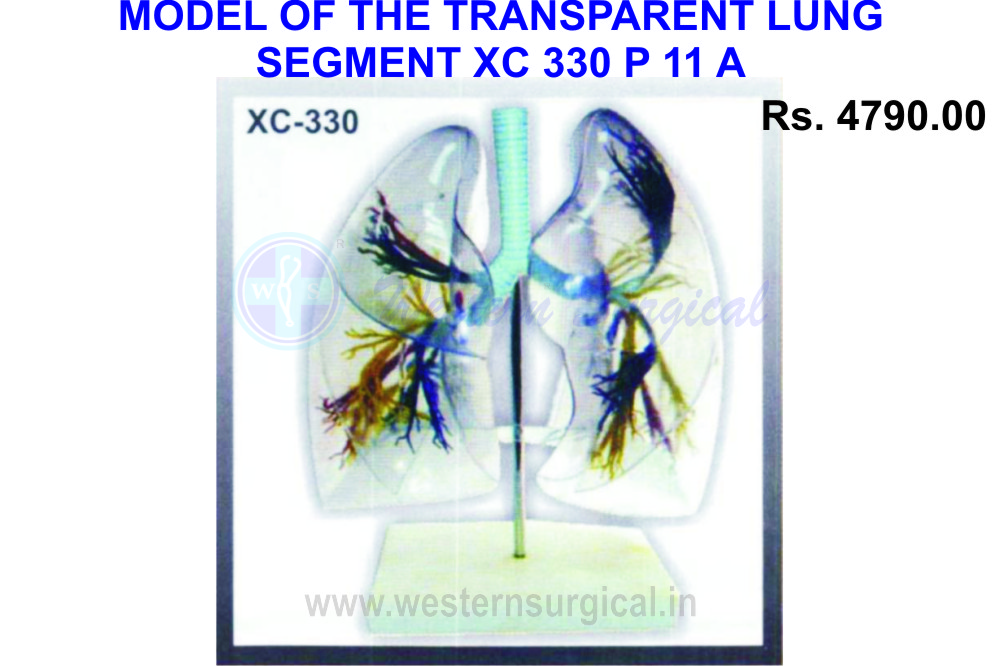 Model of the Transparent lung segment