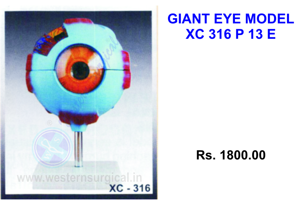 Giant Eye model