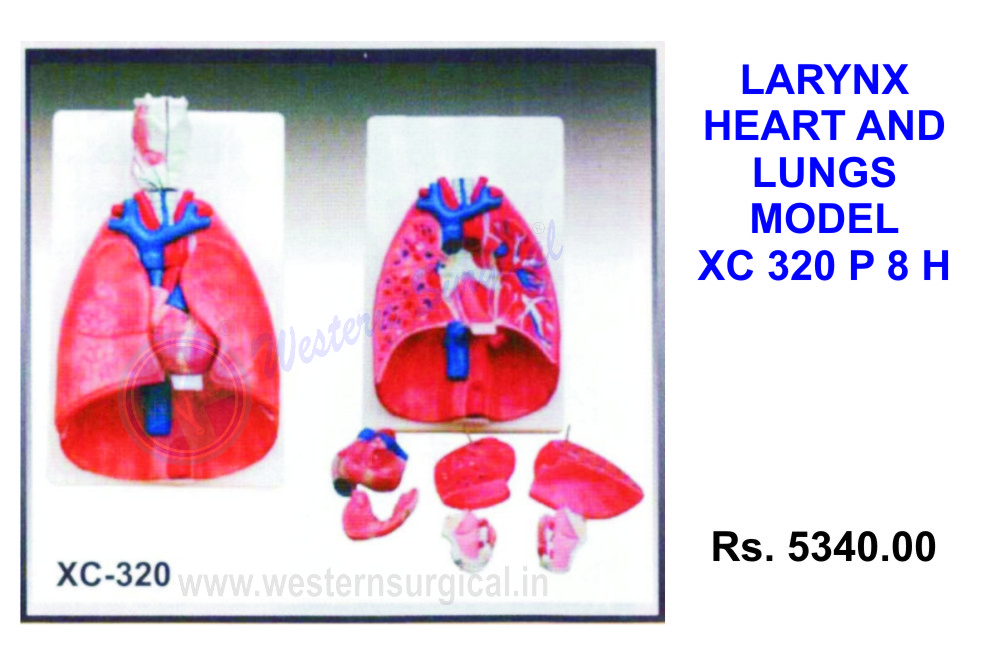 Larynx, Heart and Lungs model